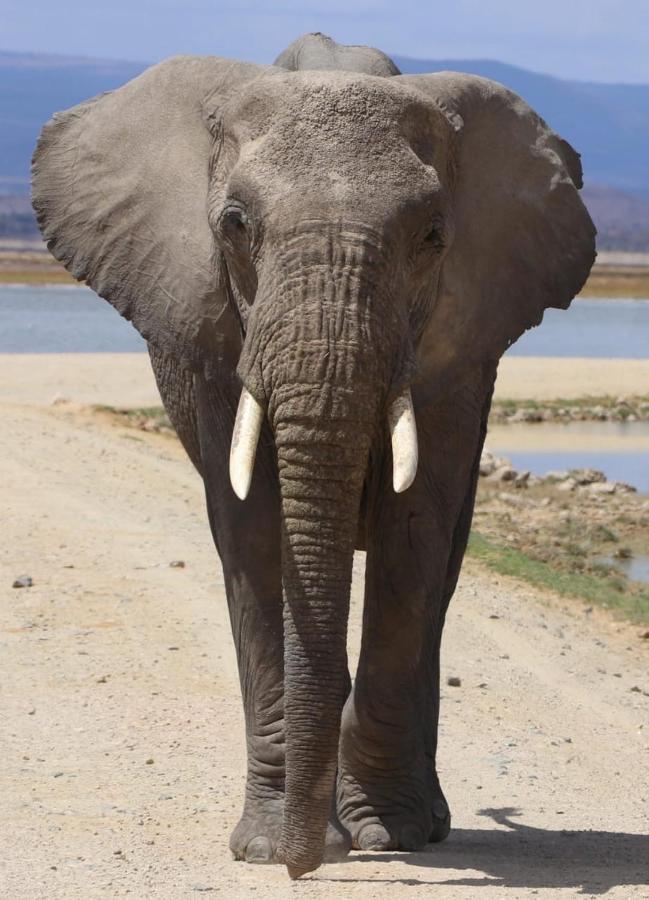 Amboseli Redhouse Apartman Kültér fotó